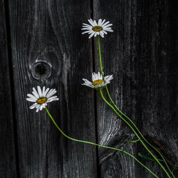 Toward the Light / ***