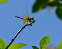 Dragonfly / ***