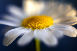 Chamomile / ***