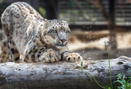 Snow leopard / ***