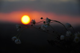 On the sunset / ***