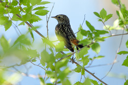 Young Bluethroat / ***