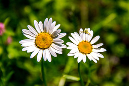 Daisies / ***