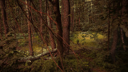 In forest / ***