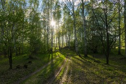 Forest Walk / ***