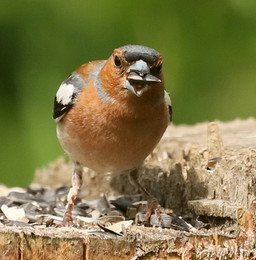 Finch / ***