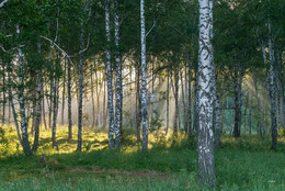 Morning in the birch forest / ***