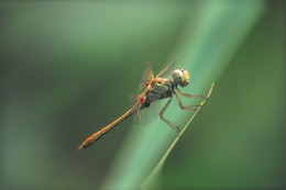 Helicopter ... / ***