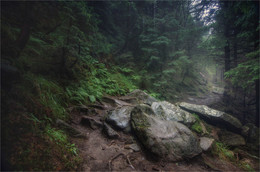 Shadow Forest / ***