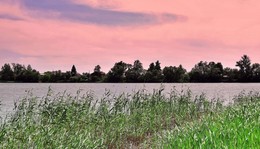 Pink Evening / ***