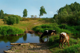 Watering place / ***