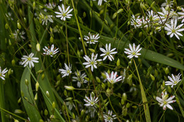 Meadow flowers / ***