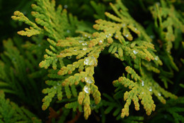 After the rain / ***