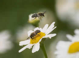 Chamomile summer / -------