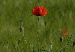 Poppies / ***