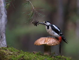 Of woodpecker / .....