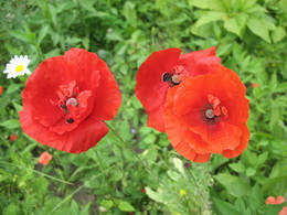 Poppies / ***