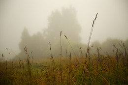 Morning fog / ***