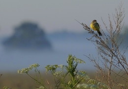 Bird. / ***