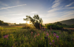 Blooming Summer / ***