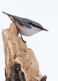 Nuthatch / ***