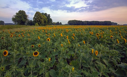 Sunflowers / ***