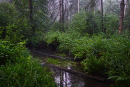In the woods / ***