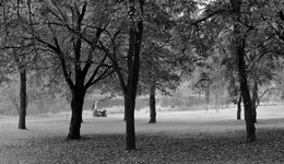 in the park / ***