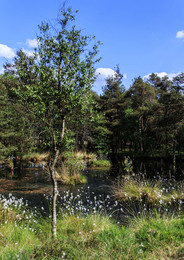 Im Pietzmoor / Das Pietzmoor ist ein renaturiertes Hochmoor bei Schneverdingen in der Lüneburger Heide