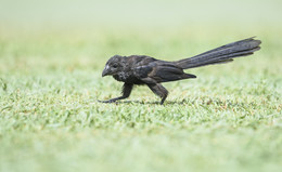 Smooth-billed Ani / ***