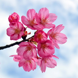 Flowering cherry / ***