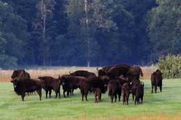 Pashkevich68 / Pashkevich68