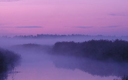 Purple Dawn / ***