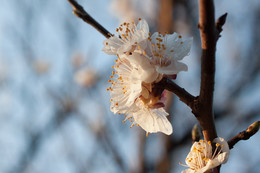 flowering apricot / ***