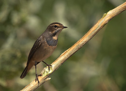 Bluethroat / .....