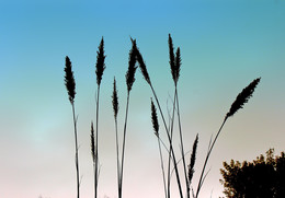 Rustling reeds ... / ***