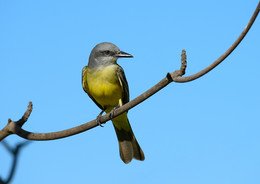 Cassin's kingbird (Tyrannus vociferans) / ***