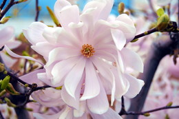 Magnolia / ***