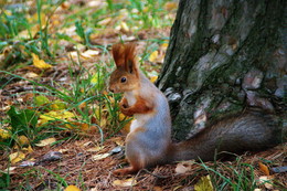 Squirrel / ***