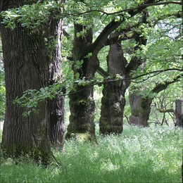 The Oaks - magicians / ***