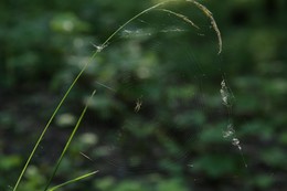 Summer in the woods / ***