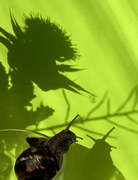 Shadows on the sand / ***