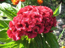Interesting flower / ***