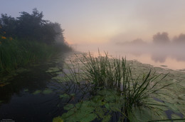 Foggy morning. / ***