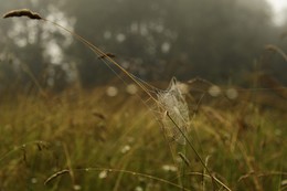 Soon autumn ... / ***