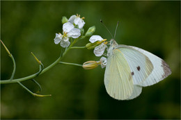 Cabbage butterfly / ***