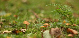 Mushroom world / ***