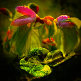spring color / Vesenniy tsvet