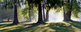 The old linden ... / ***
