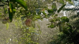 Summer rain / ***